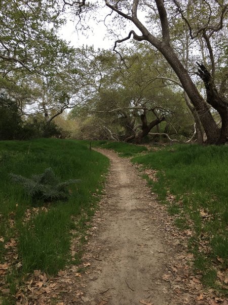 Pleasant singletrack and leafy trees make up much of the Arroyo Trabuco Trail.