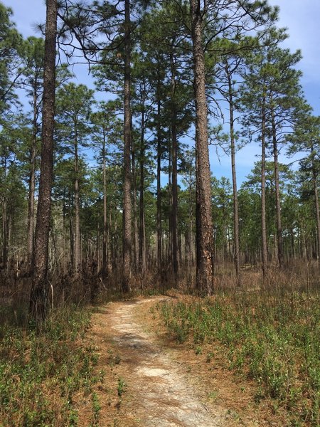 Longleaf pines make a pleasant companion to the singletrack.