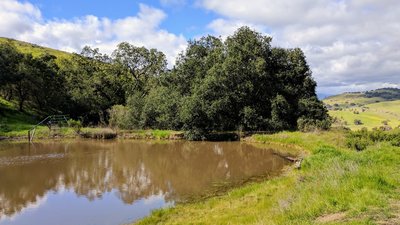 I have never seen a pond here before. It goes to show how much rain winter 2017 brought!