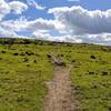 Rocky Ridge Trail becomes bright green after a wet 2017 winter.