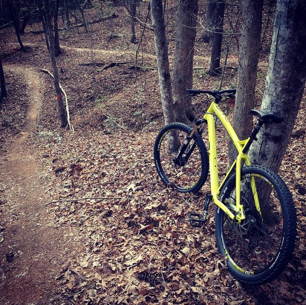 Hickory City Park's numerous unblazed splits can make it hard to stay on trail.