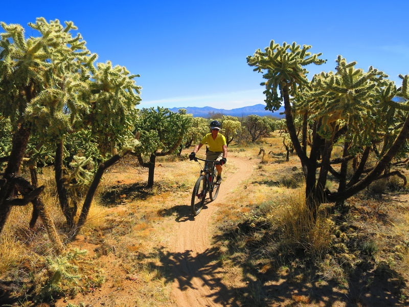 338 travels through a gorgeous cholla forest.