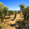 338 travels through a gorgeous cholla forest.