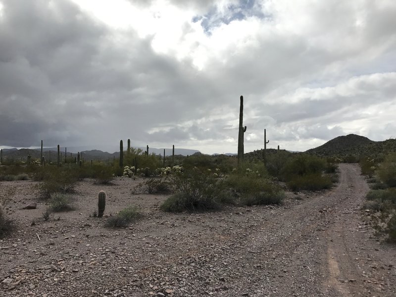 Scree-covered doubletrack is the name of the game on NAFTA.