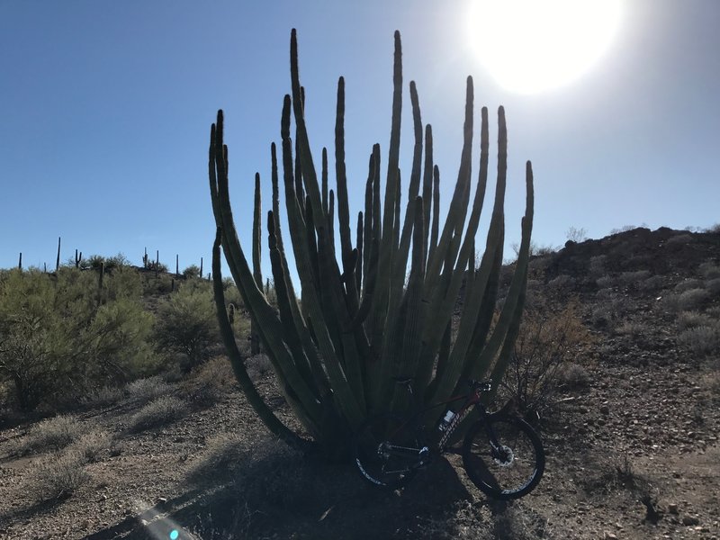 Organ pipe cacti stand alongside the trail on Locomotive Rock.