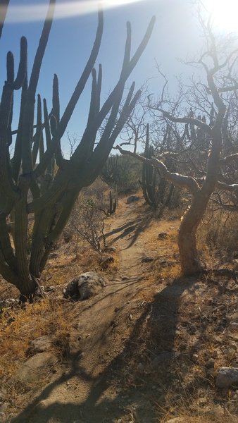 Navigate through this high-consequence cactus "tunnel" along Shady Rocks.