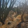 Navigate through this high-consequence cactus "tunnel" along Shady Rocks.