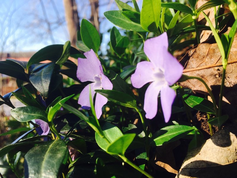 Neat little flowers grow next to the Razorback Regional Greenway in early spring.