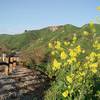 Chino Hills State Park is rife with wildflowers after a wet spring.