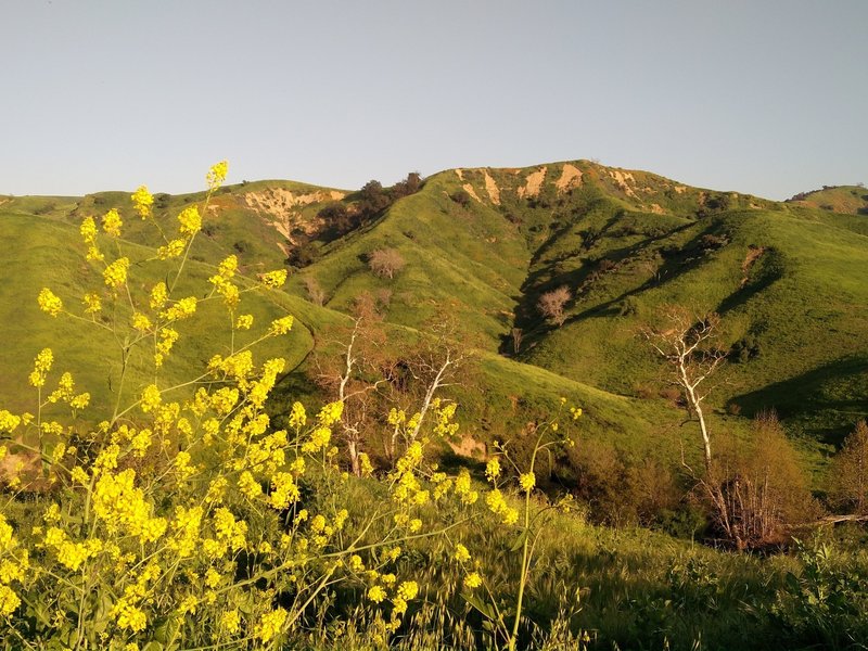 Chino Hills State Park comes alive in the spring.