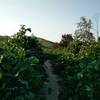 Some parts of the South Ridge Trail have dense undergrowth right up to the trail.