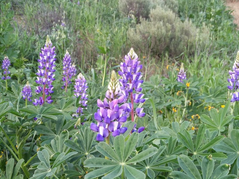 Lupine grow in abundance atop South Ridge.