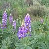 Lupine grow in abundance atop South Ridge.