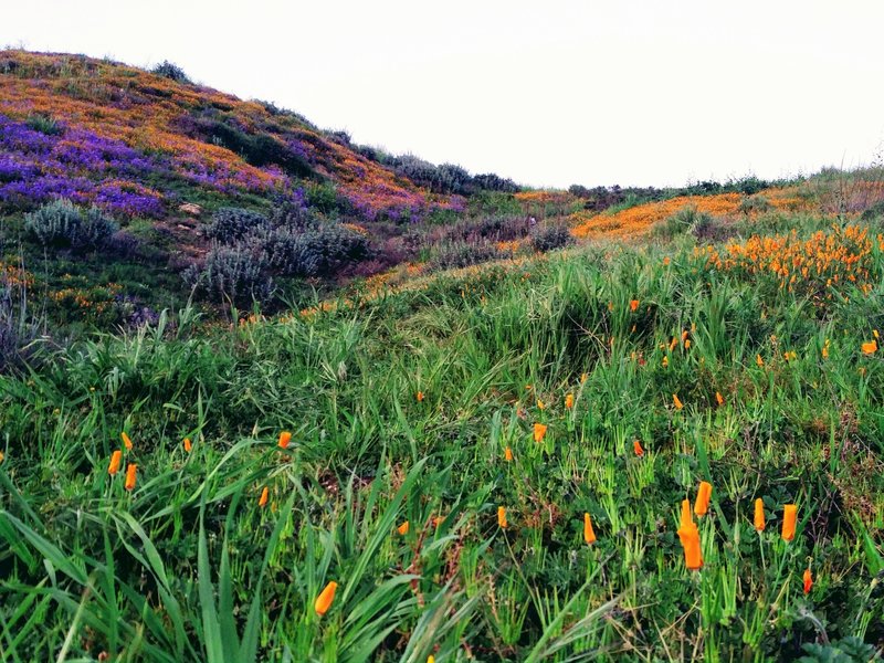 The blooms are finally here! Yet, all the poppy flowers were closed.