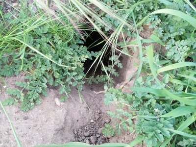 Is this a coyote home? Leave a comment below.