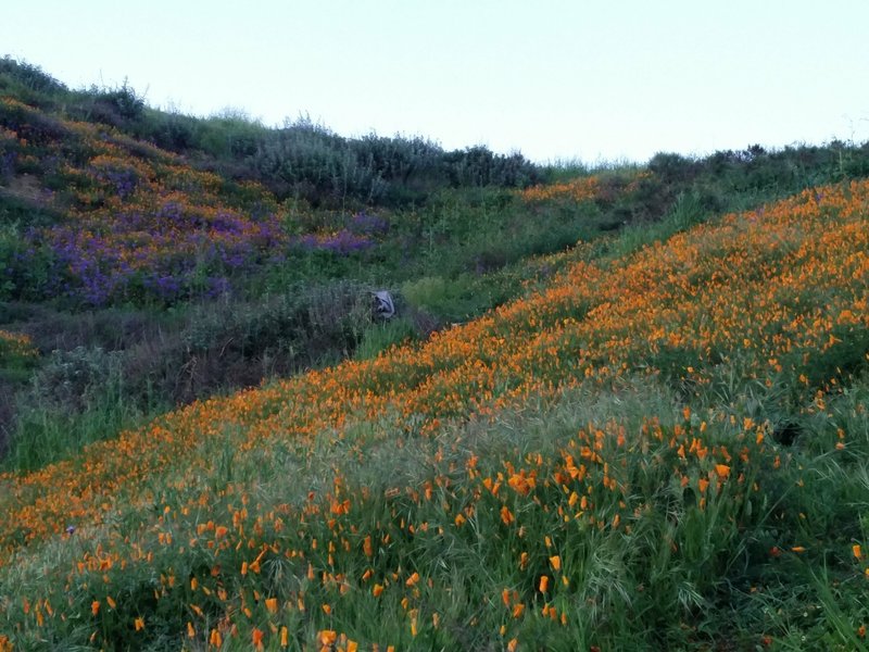 Orange poppies bed down for the night along the South Ridge Trail.