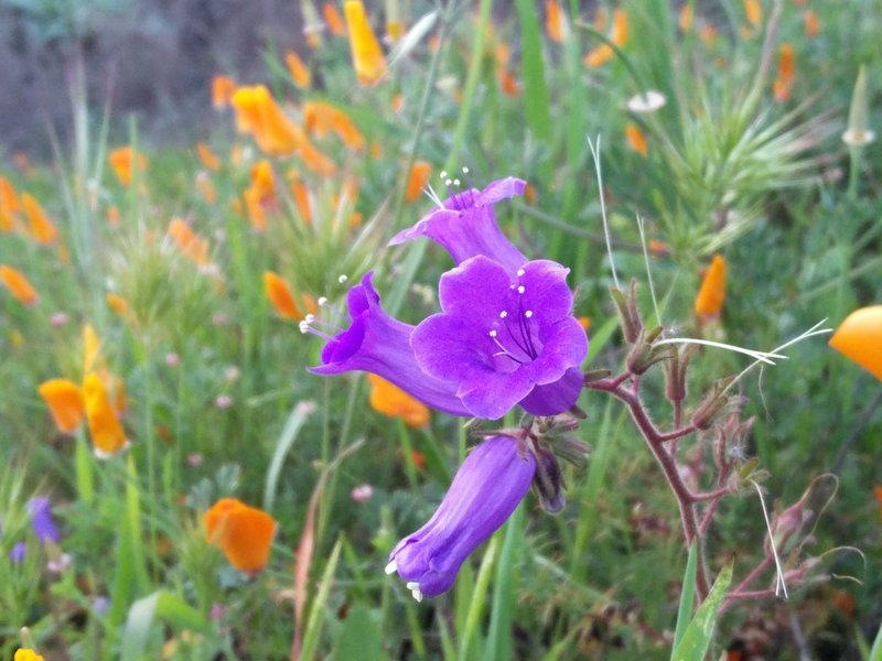 A purple bell blossoms along the South Ridge Trail.