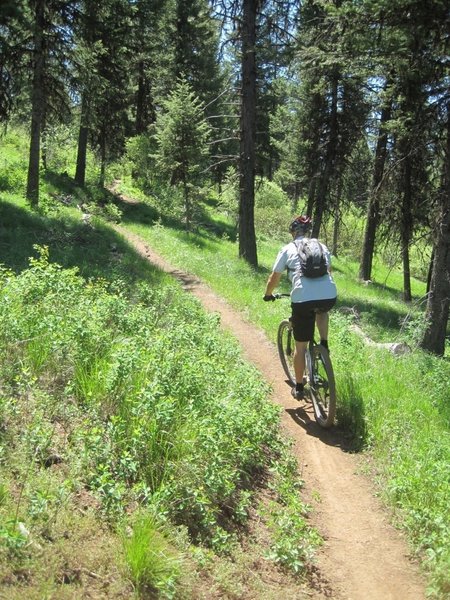 Climb buff trail from the West Face parking lot along the Westy Trail.