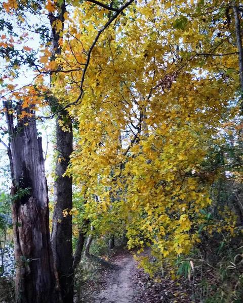 Fall colors erupt on the North Main Loop.