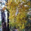 Fall colors erupt on the North Main Loop.