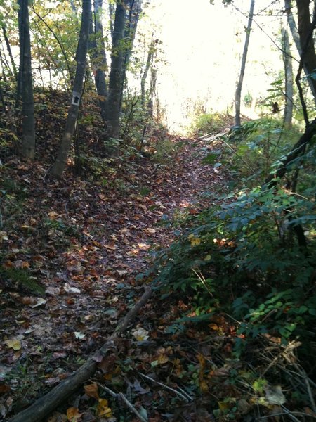 A smattering of leaves covers a section of the Cades Cove Trail.