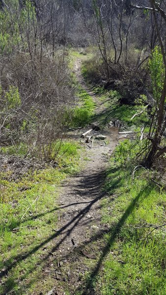 Navigate this little water crossing along the trail.