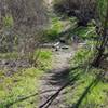 Navigate this little water crossing along the trail.