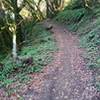 The Coast View Trail is covered by a canopy of trees in this area.