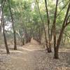 The trail heads between eucalyptus plants toward the road.