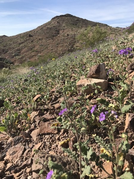 Spring blooms blanket the desert in Sloan Canyon.