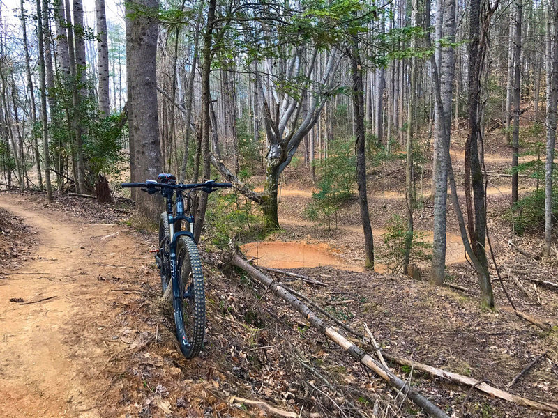 The Intermediate Loop at Cub's Creek offers winding singletrack through dense hardwoods.