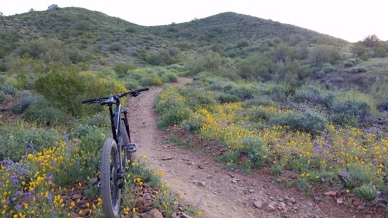 In mid-March, the desert is in stunning, full bloom.