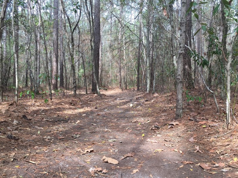 Some roots occasionally crop up along the otherwise well-groomed trail.