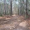 Some roots occasionally crop up along the otherwise well-groomed trail.