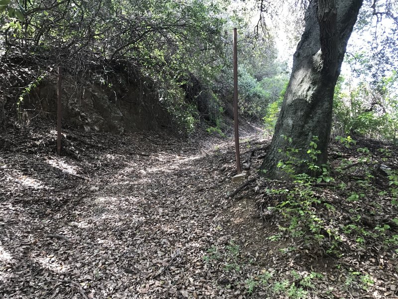 This singletrack section offers pleasant shade.