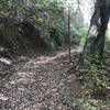 This singletrack section offers pleasant shade.