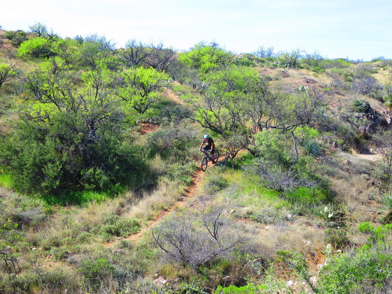 A rider cruises one of the descents along the trail.