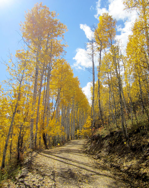 Blooming Aspen in all their gloryAspens in their glory along Thompson Creek Road.