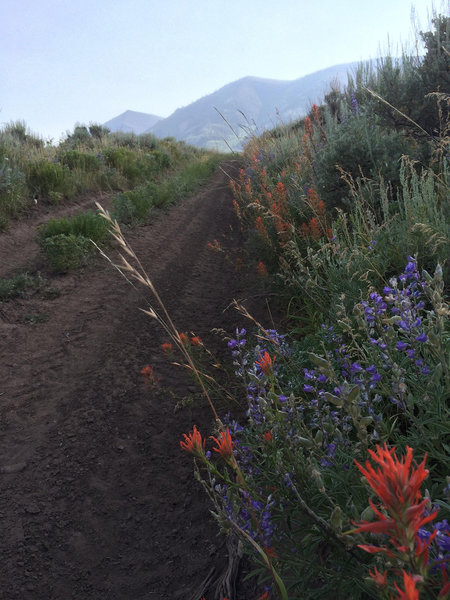 Nice doubletrack road with some spring blooms to brighten the way.