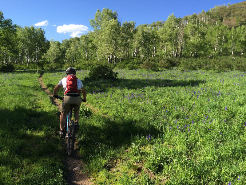 Climbing the south side of Braderich Creek Trail (Tall Pines).