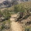 Desert blooms make for beautiful trailside companions riding along the Bear Creek Oasis Trail in early spring.