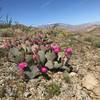 The desert cacti bloom brightly after a wet winter in March 2017.