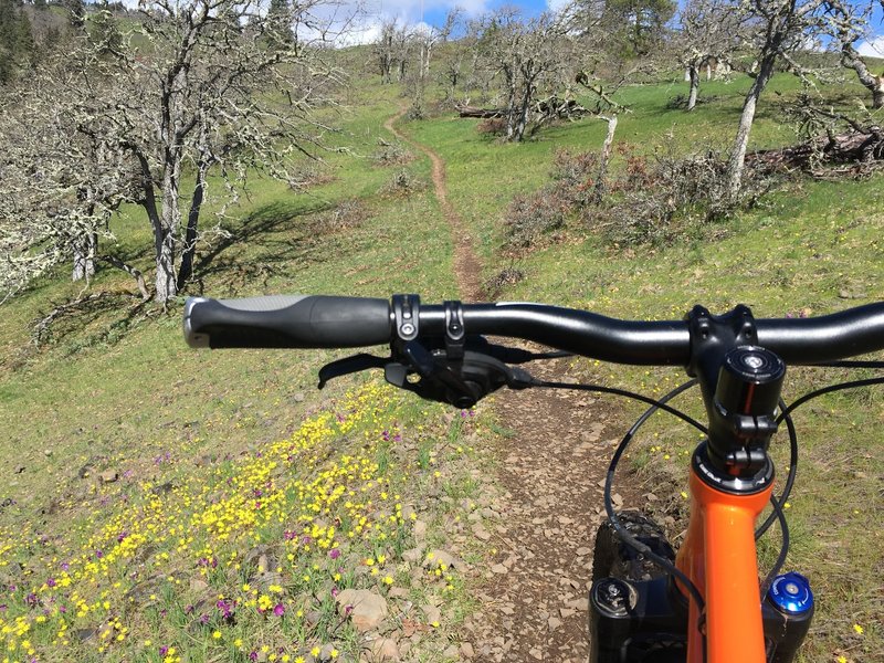 Early spring wildflowers line the singletrack climbing up the Rowland Wall Trail.