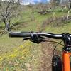 Early spring wildflowers line the singletrack climbing up the Rowland Wall Trail.