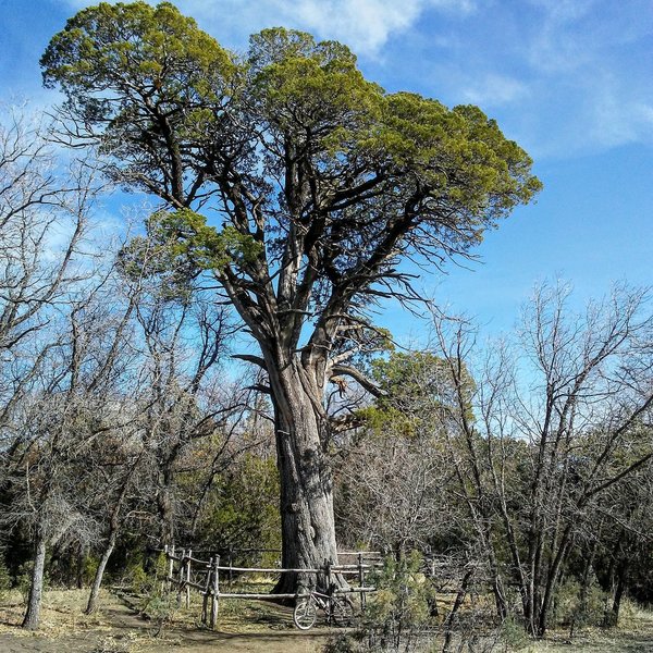 Check out the trail's namesake while you're riding the Big Tree Trail!