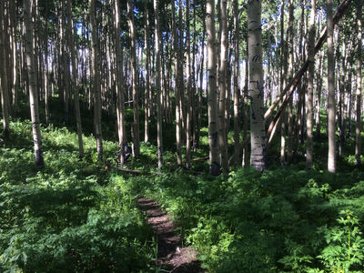 Rolling singletrack through a nice grove of lush aspen.