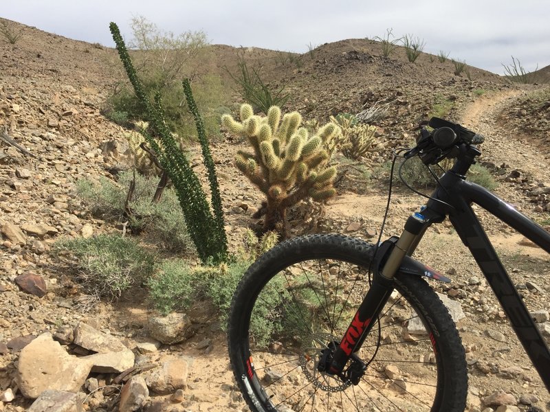 There's a nice vegetated area on 10-Mile Romp. Beware of leaning your bike near a cactus. When it falls, you'll be plucking spikes from your grip!