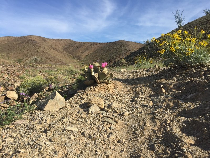 As prickly as they are the rest of the year, spring brings beautiful flowers to the cactus along the 10-Mile Romp.