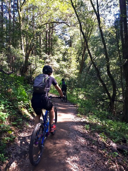 This is the typical quality of the trail in the spring. The 2 muddy spots were at a similar grade/width as this so they're easy to navigate.