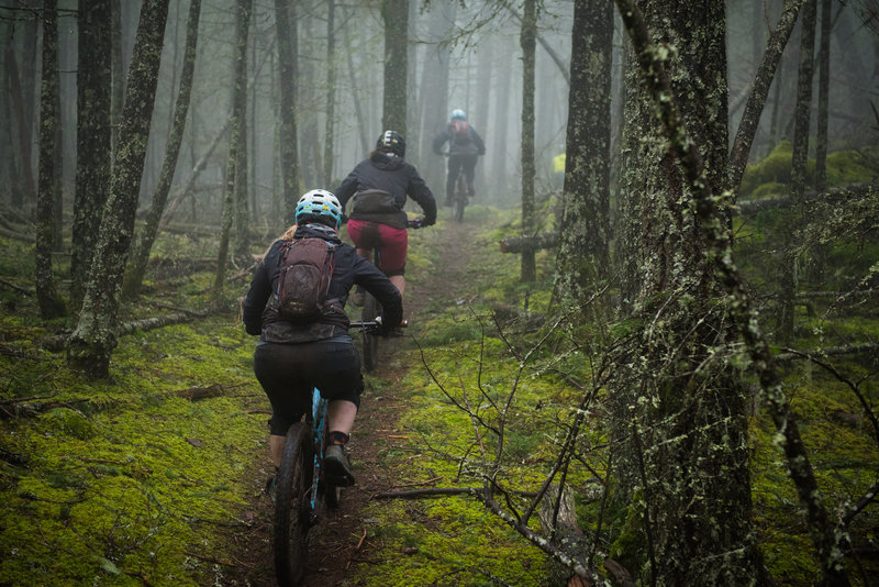 Moran State Park is nothing but miles of classic singletrack through a moss-covered forest.